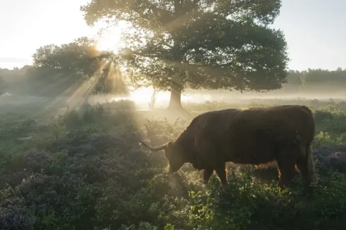 Framed Print : Highland Cattle, cow, backlit, grazing in lowland heathland habitat at dawn, Hothfield Heathlands, Kent, England Framed Print : Highland Cattle, cow, backlit, grazing in lowland heathland habitat at dawn, Hothfield Heathlands, Kent, England