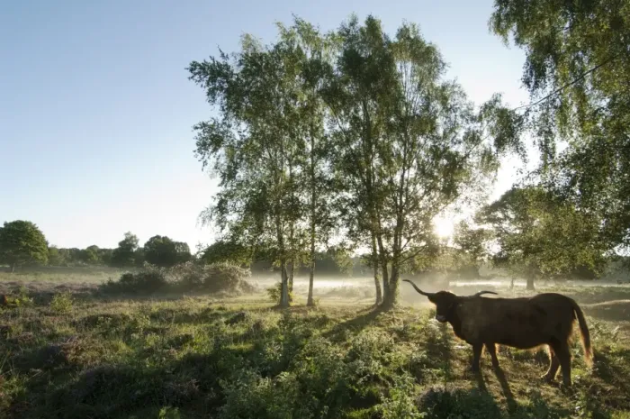 Framed Print : Highland Cattle, cow, backlit, standing in lowland heathland habitat at dawn, Hothfield Heathlands, Kent, England, august