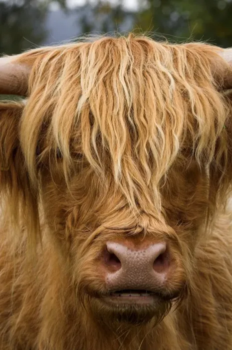 Framed Print : Highland Cattle, cow, close-up of head, Highlands, Perthshire, Scotland Framed Print : Highland Cattle, cow, close-up of head, Highlands, Perthshire, Scotland