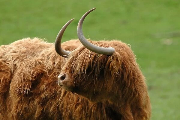 Highland Cattle, cow, close-up of head, kept as pet, Chiltern Hills, Buckinghamshire, England