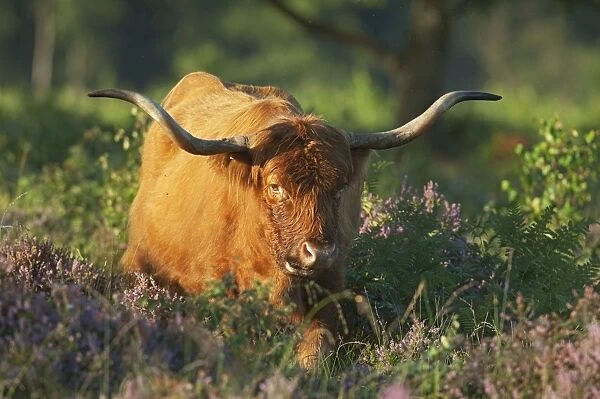 Highland Cattle, cow, feeding amongst heather and bracken on lowland heathland, Hothfield Heathlands, Kent, England