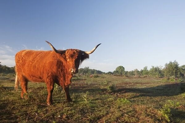 Highland Cattle, cow, standing in lowland heathland habitat at dawn, Hothfield Heathlands, Kent, England, july