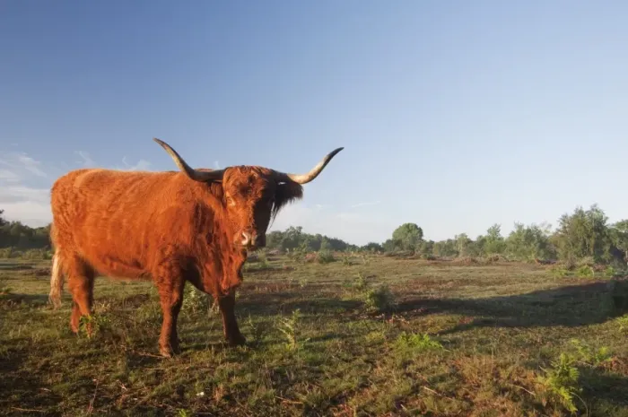 Framed Print : Highland Cattle, cow, standing in lowland heathland habitat at dawn, Hothfield Heathlands, Kent, England, july Framed Print : Highland Cattle, cow, standing in lowland heathland habitat at dawn, Hothfield Heathlands, Kent, England, july