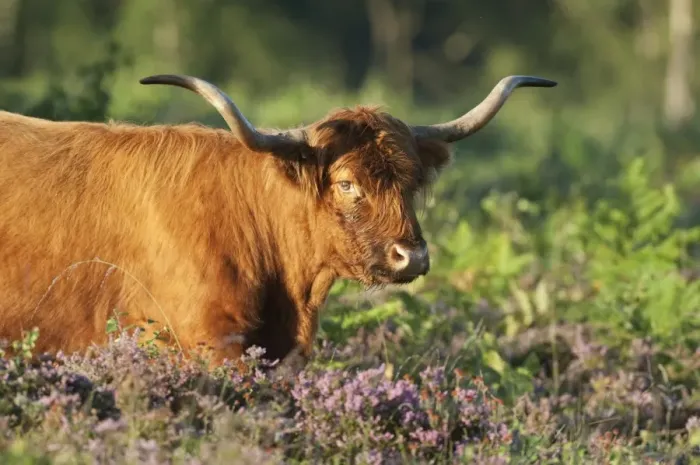 Framed Print : Highland Cattle, cow, walking through heather and bracken on lowland heathland, Hothfield Heathlands, Kent, England, july Framed Print : Highland Cattle, cow, walking through heather and bracken on lowland heathland, Hothfield Heathlands, Kent, England, july