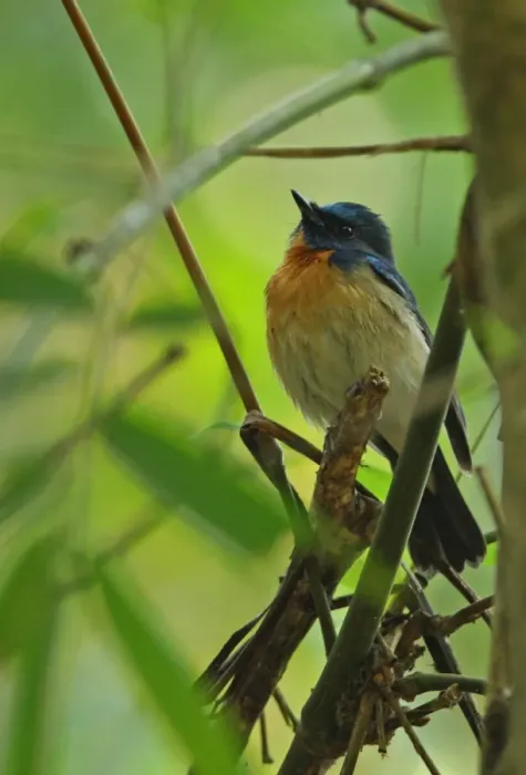 Framed Print : Hill Blue-flycatcher (Cyornis banyumas whitei) adult male, perched on branch, Kaeng Krachan N. P. Thailand, february