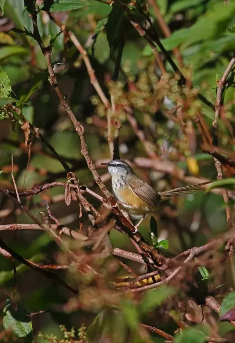 Framed Print : Hill Prinia (Prinia atrogularis erythropleura) adult, with tail cocked, perched on twig, Doi Inthanon N. P Framed Print : Hill Prinia (Prinia atrogularis erythropleura) adult, with tail cocked, perched on twig, Doi Inthanon N. P