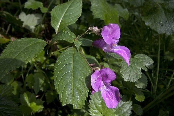 Himalayan Balsam (Impatiens glandulifera) introduced invasive species, flowering, Basingstoke Canal Nature Reserve