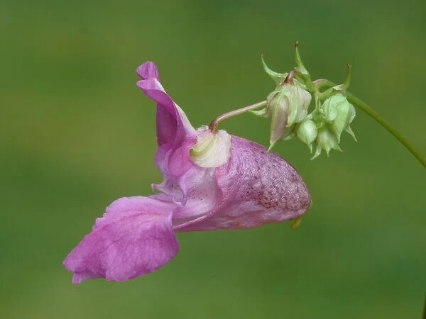Himalayan Balsam (Impatiens glandulifera) introduced invasive species, close-up of flower, Leicestershire, England