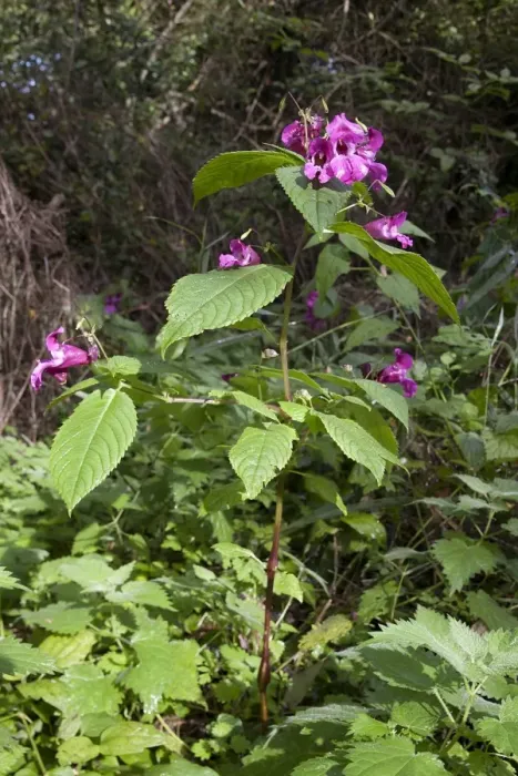 Framed Print : Himalayan Balsam (Impatiens glandulifera) introduced invasive species, flowering, Basingstoke Canal Nature Reserve Framed Print : Himalayan Balsam (Impatiens glandulifera) introduced invasive species, flowering, Basingstoke Canal Nature Reserve