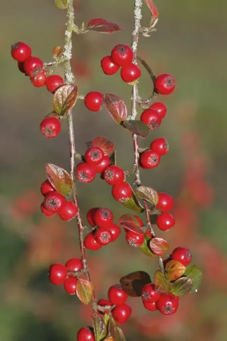 Framed Print : Himalayan Cotoneaster (Cotoneaster simonsii) close-up of berries, Powys, Wales, november Framed Print : Himalayan Cotoneaster (Cotoneaster simonsii) close-up of berries, Powys, Wales, november