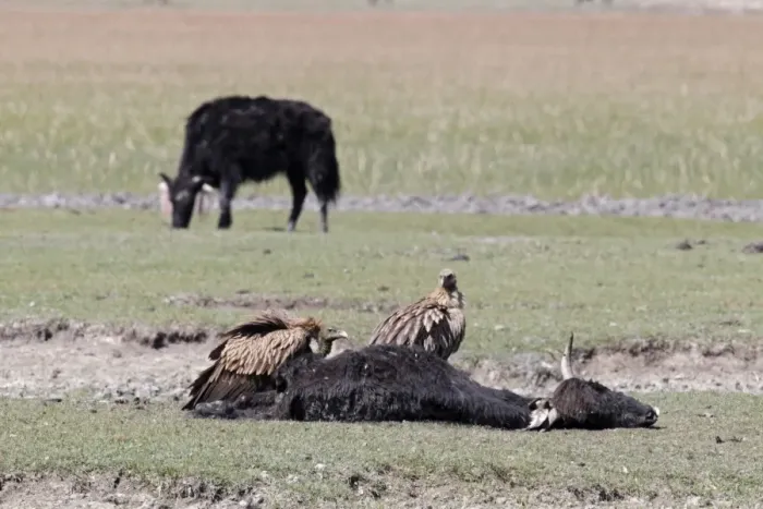 Framed Print : Himalayan Griffon (Gyps himalayensis) two adults, feeding, scavenging on carcass of dead cow, Napahai, Yunnan, China, may Framed Print : Himalayan Griffon (Gyps himalayensis) two adults, feeding, scavenging on carcass of dead cow, Napahai, Yunnan, China, may