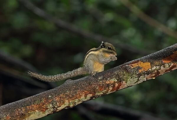 Himalayan Striped Squirrel (Tamiops mcclellandii) adult, feeding, standing on branch, near Kaeng Krachan, Thailand, May