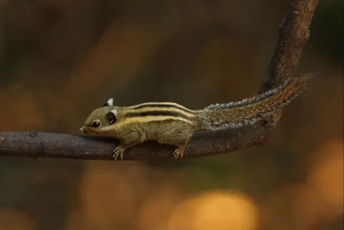 Framed Print : Himalayan Striped Squirrel (Tamiops mcclellandii) adult, climbing on branch, Kaeng Krachan N. P. Thailand, february Framed Print : Himalayan Striped Squirrel (Tamiops mcclellandii) adult, climbing on branch, Kaeng Krachan N. P. Thailand, february