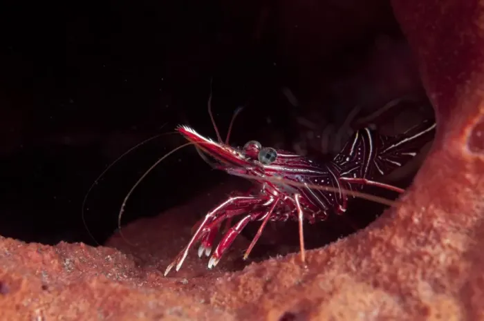 Framed Print : Hingebeak Prawn (Rhynchocinetes durbanensis) adult, on reef, Seraya Beach Resort, Bali, Lesser Sunda Islands, Indonesia