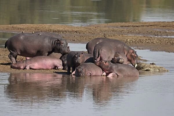 Hippopotamus (Hippopotamus amphibius) adults and calves, herd on sandbank with Nile Crocodile (Crocodylus niloticus)