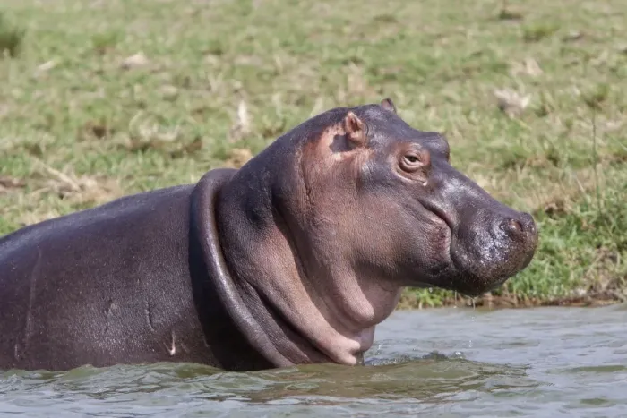 Framed Print : Hippopotamus (Hippopotamus amphibius) adult, close-up of head, standing in water, Queen Elizabeth N. P. Uganda Framed Print : Hippopotamus (Hippopotamus amphibius) adult, close-up of head, standing in water, Queen Elizabeth N. P. Uganda