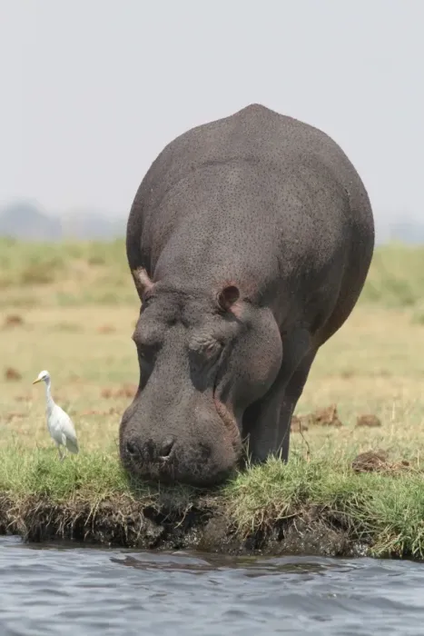 Framed Print : Hippopotamus (Hippopotamus amphibius) adult, grazing at edge of water, followed by Cattle Egret (Bubulcus ibis) Framed Print : Hippopotamus (Hippopotamus amphibius) adult, grazing at edge of water, followed by Cattle Egret (Bubulcus ibis)