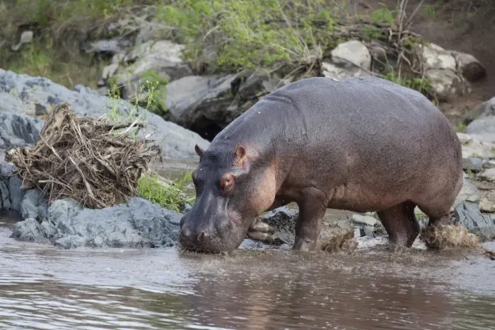 Framed Print : Hippopotamus (Hippopotamus amphibius) adult, walking into water, Serengeti N. P. Tanzania, november Framed Print : Hippopotamus (Hippopotamus amphibius) adult, walking into water, Serengeti N. P. Tanzania, november