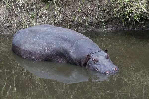 Hippopotamus (Hippopotamus amphibius) adult, resting in river, Talek River, Masai Mara National Reserve, Kenya, August