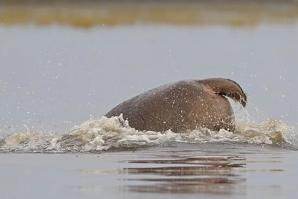 Hippopotamus (Hippopotamus amphibius) adult, diving at surface of water, Chobe N. P. Botswana, July