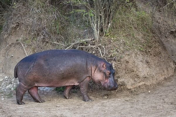 Hippopotamus (Hippopotamus amphibius) adult, walking on worn track on riverbank, leaving river at dusk