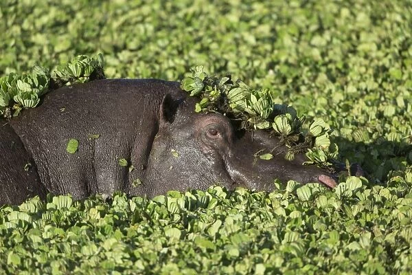 Hippopotamus (Hippopotamus amphibius) adult, close-up of head, in water amongst water lettuce