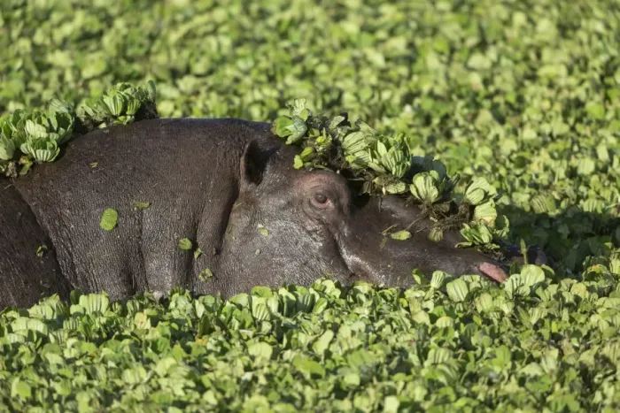 Framed Print : Hippopotamus (Hippopotamus amphibius) adult, close-up of head, in water amongst water lettuce Framed Print : Hippopotamus (Hippopotamus amphibius) adult, close-up of head, in water amongst water lettuce