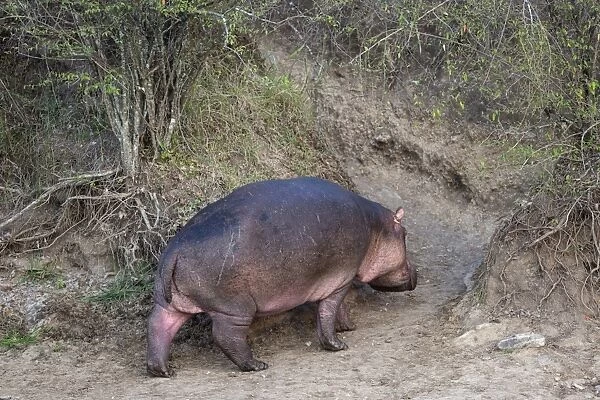 Hippopotamus (Hippopotamus amphibius) adult, walking on worn track on riverbank, leaving river at dusk
