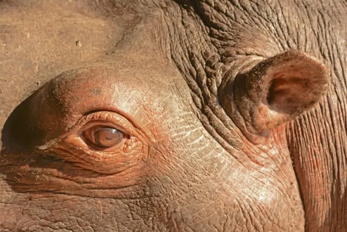 Framed Print : Hippopotamus (Hippopotamus amphibius) adult, close-up of eye and ear, Kafue N. P. Zambia, September Framed Print : Hippopotamus (Hippopotamus amphibius) adult, close-up of eye and ear, Kafue N. P. Zambia, September