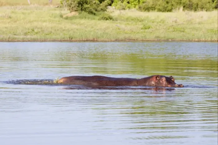Framed Print : Hippopotamus (Hippopotamus amphibius) adult female, defaecating in water, Okavango Delta, Botswana Framed Print : Hippopotamus (Hippopotamus amphibius) adult female, defaecating in water, Okavango Delta, Botswana