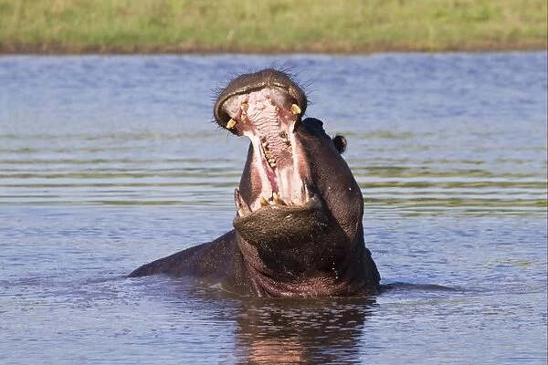 Hippopotamus (Hippopotamus amphibius) adult male, yawning aggressive display in water, Okavango Delta, Botswana