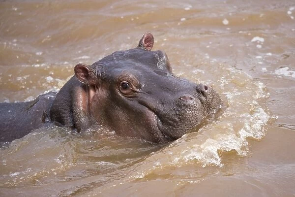 Hippopotamus (Hippopotamus amphibius) young, close-up of head, in water, Masai Mara, Kenya