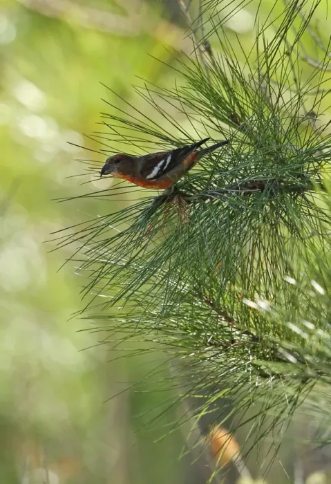 Framed Print : Hispaniolan Crossbill (Loxia megaplaga) adult male, perched on pine twig, Jaragua N. P. Dominican Republic, January Framed Print : Hispaniolan Crossbill (Loxia megaplaga) adult male, perched on pine twig, Jaragua N. P. Dominican Republic, January
