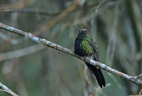 Hispaniolan Emerald (Chlorostilbon swainsonii) adult male, with dusting of pollen on forehead, perched on twig