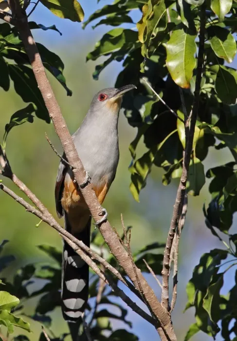 Framed Print : Hispaniolan Lizard-cuckoo (Coccyzus longirostris) adult, perched on branch, Jaragua N. P. Dominican Republic, January Framed Print : Hispaniolan Lizard-cuckoo (Coccyzus longirostris) adult, perched on branch, Jaragua N. P. Dominican Republic, January