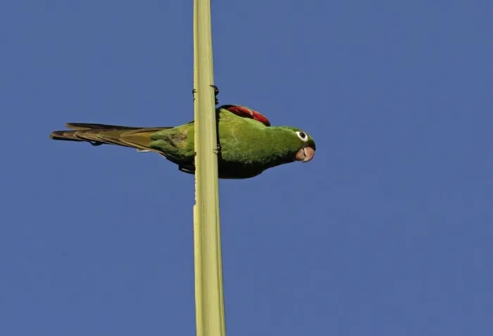 Framed Print : Hispaniolan Parakeet (Psittacara chloroptera) adult, perched on top spike of palm tree, Botanical Gardens