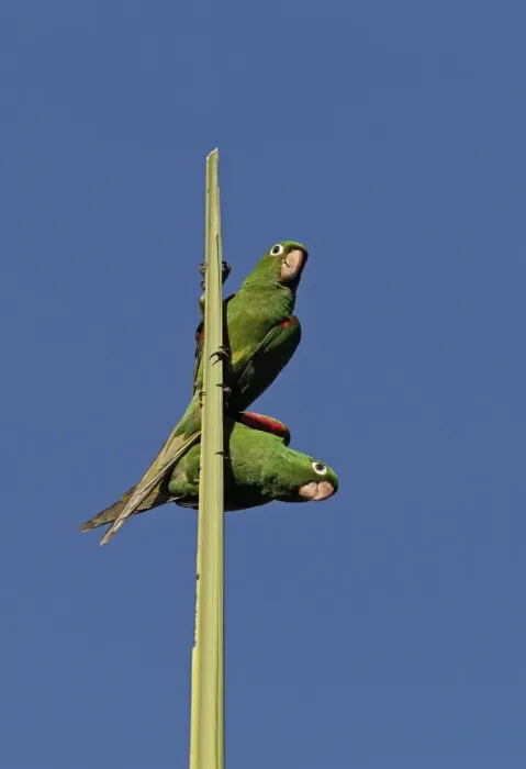 Framed Print : Hispaniolan Parakeet (Psittacara chloroptera) adult pair, perched on top spike of palm tree, Botanical Gardens
