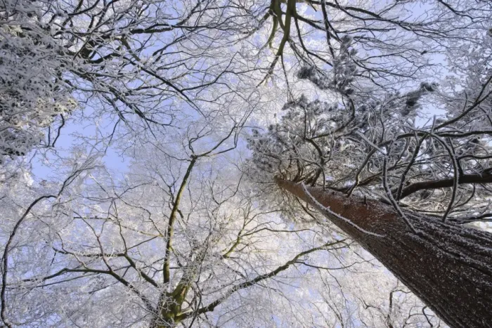 Framed Print : Hoar frost on deciduous and coniferous trees, Staffordshire, England, December Framed Print : Hoar frost on deciduous and coniferous trees, Staffordshire, England, December