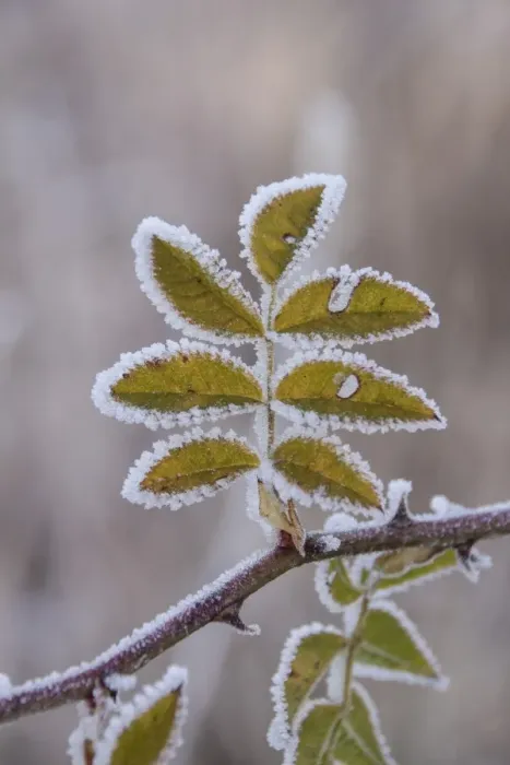 Framed Print : Hoar frost on Dog Rose leaves Framed Print : Hoar frost on Dog Rose leaves
