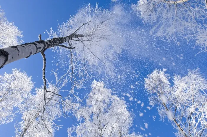 Framed Print : Hoar frost falling from Silver Birch (Betula pendula) trees in forest, Strathspey, Cairngorm N. P Framed Print : Hoar frost falling from Silver Birch (Betula pendula) trees in forest, Strathspey, Cairngorm N. P