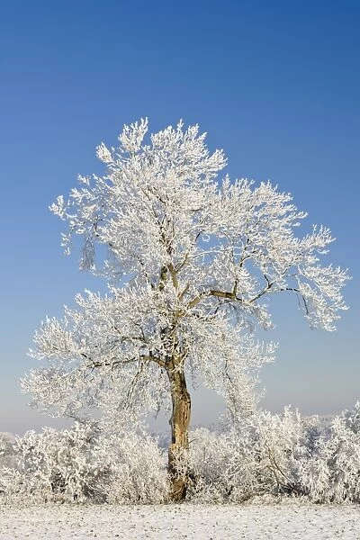 Hoar frost on Oak (Quercus sp. ) tree, Staffordshire, England, December