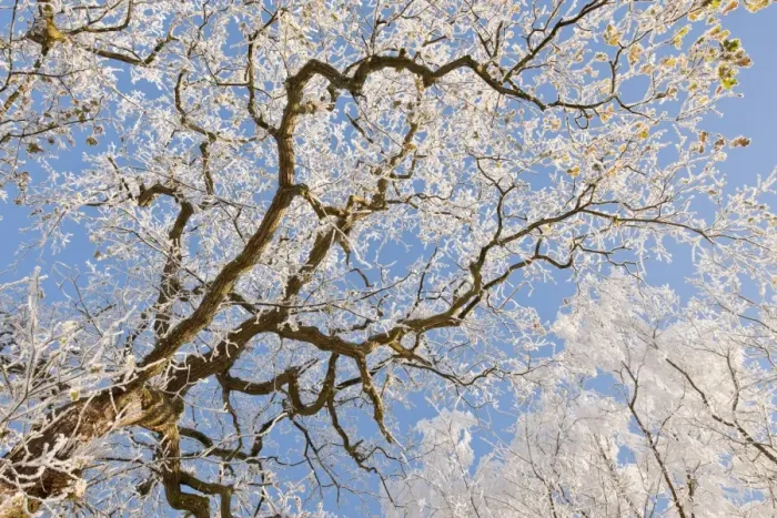 Framed Print : Hoar frost on Oak (Quercus sp. ) tree, Staffordshire, England, December Framed Print : Hoar frost on Oak (Quercus sp. ) tree, Staffordshire, England, December