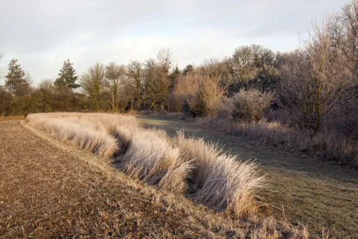 Framed Print : hoar frost on set a side farm field strip