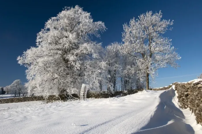 Framed Print : Hoar frost on trees, in field beside drystone wall, near Ravenstonedale, Cumbria, England, december Framed Print : Hoar frost on trees, in field beside drystone wall, near Ravenstonedale, Cumbria, England, december