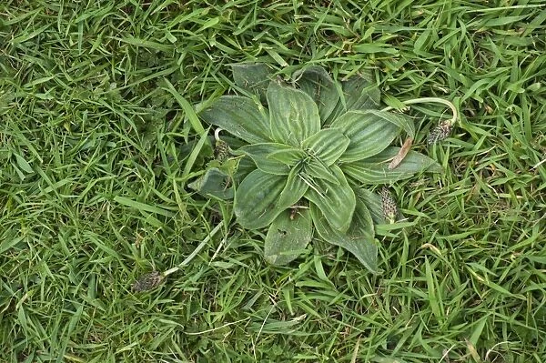 Hoary plantain, Plantago media, a weed in lawn grass