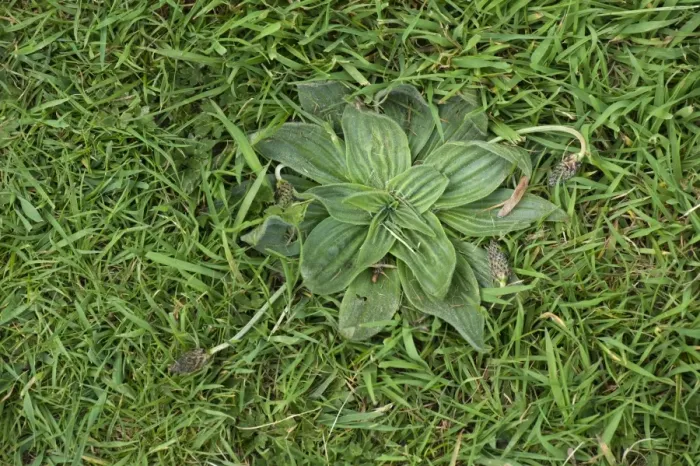 Framed Print : Hoary plantain, Plantago media, a weed in lawn grass Framed Print : Hoary plantain, Plantago media, a weed in lawn grass