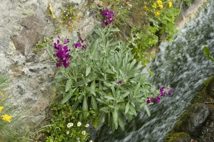 Framed Print : Hoary stock, Matthiola incana, flowering with other vegetation on the cliffs at Beer Beach in Devon Framed Print : Hoary stock, Matthiola incana, flowering with other vegetation on the cliffs at Beer Beach in Devon