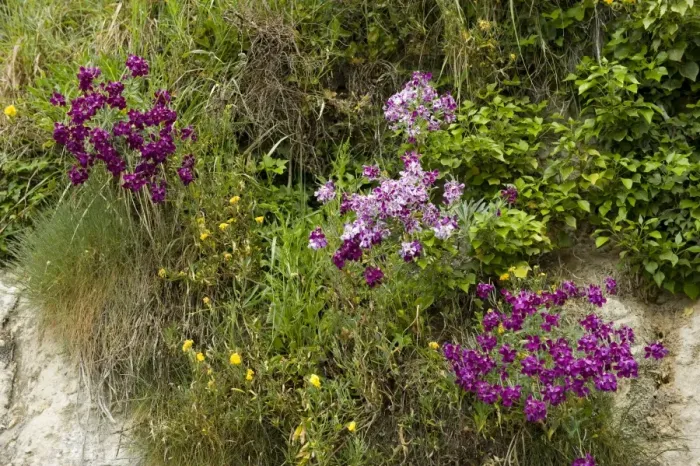 Framed Print : Hoary stock, Matthiola incana, flowering with other vegetation on the cliffs at Beer Beach in Devon Framed Print : Hoary stock, Matthiola incana, flowering with other vegetation on the cliffs at Beer Beach in Devon