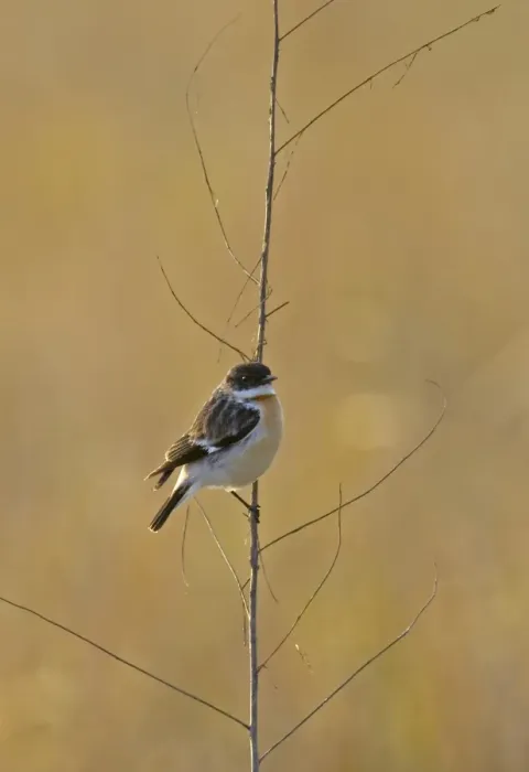 Framed Print : Hodgson's Bushchat (Saxicola insignis) adult male, wintering, perched on stem, Uttaranchal, India, january Framed Print : Hodgson's Bushchat (Saxicola insignis) adult male, wintering, perched on stem, Uttaranchal, India, january
