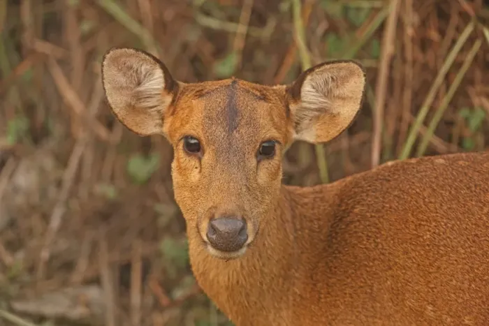 Framed Print : Hog Deer (Axis porcinus porcinus) adult female, close-up of head, Kaziranga N. P. Assam, India, january Framed Print : Hog Deer (Axis porcinus porcinus) adult female, close-up of head, Kaziranga N. P. Assam, India, january